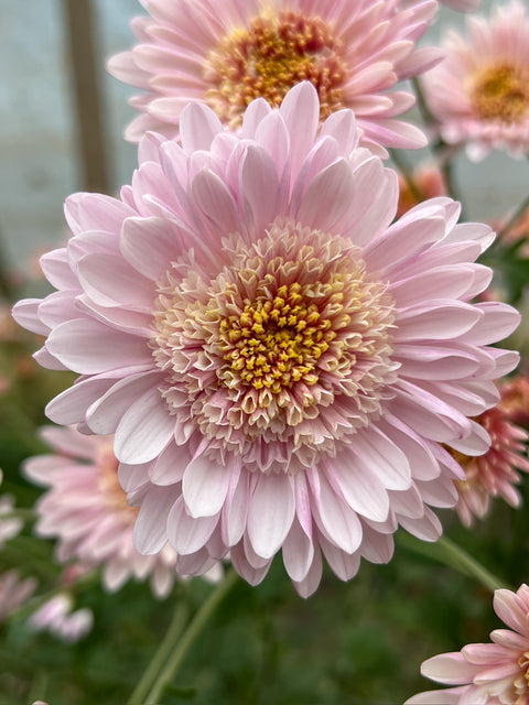 Mum Harry Anderton-3 Rooted Cuttings