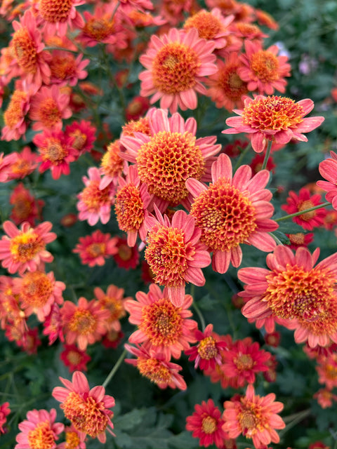 Mum Bronze Fleece-3 Rooted Cuttings