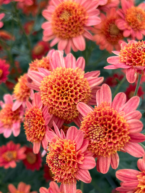 Mum Bronze Fleece-3 Rooted Cuttings