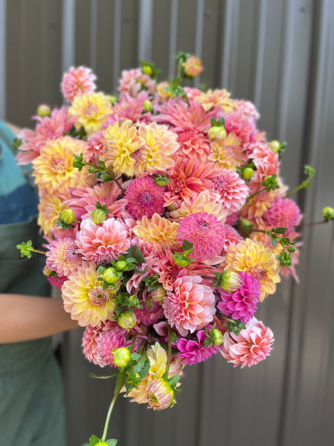Dahlia Tuber Mix-Sunset Mix- 10 tubers - Sunny Meadows Flower Farm