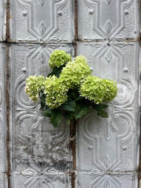 Hydrangea Little Lime-4 Liners