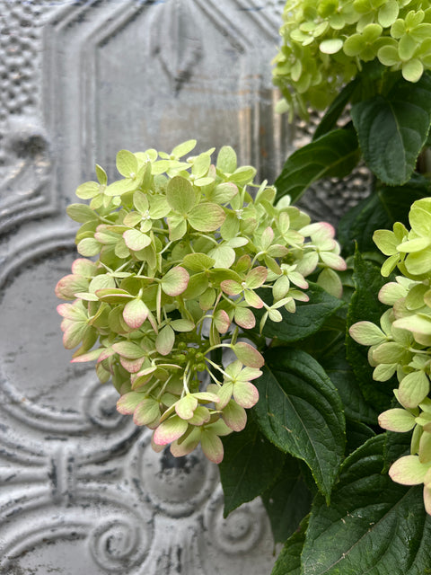 Hydrangea Little Lime-4 Liners