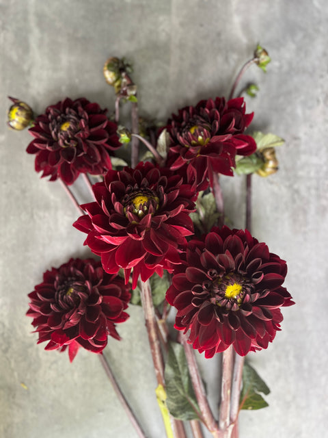 Dahlia Tuber Manoa - Sunny Meadows Flower Farm