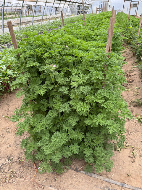Geranium Citronella-3 Rooted Cuttings