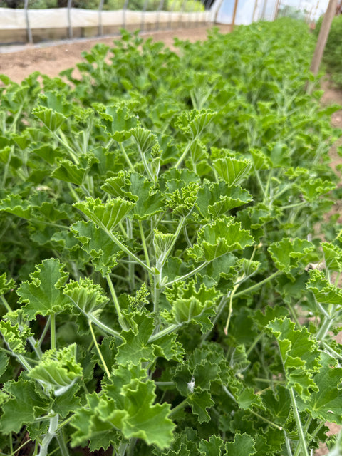 Geranium Pink Champagne-3 Rooted Cuttings