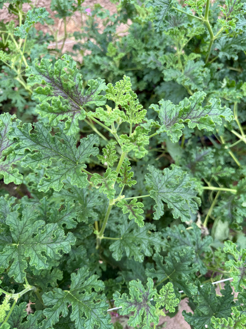 Geranium Chocolate Mint-3 Rooted Cuttings