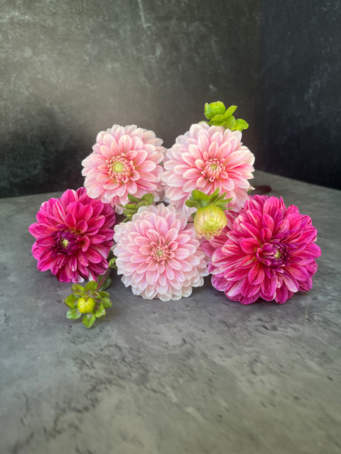 Dahlia Strawberry Crème-3 Rooted Cuttings - Sunny Meadows Flower Farm