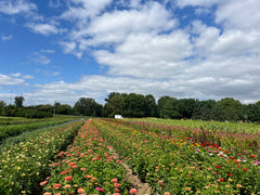 Sunny Meadows Flower Farm