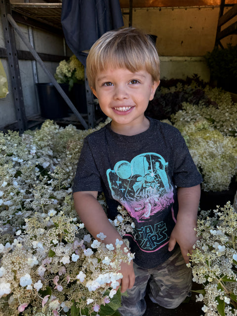 Hydrangea Tardiva-5 Bareroot Plants