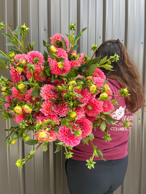 Dahlia Tuber Salmon Runner Bulk Pack