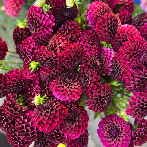 Dahlia Tuber Black Satin Bulk Pack