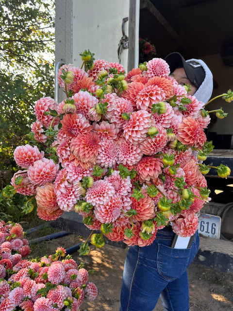 Dahlia Tuber Peaches N Cream - Sunny Meadows Flower Farm