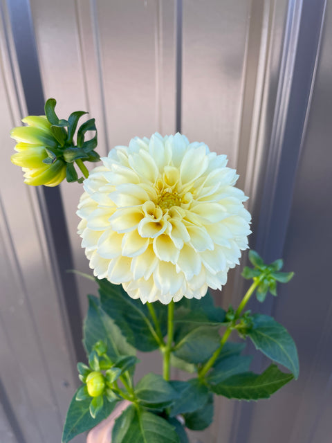 Dahlia Tuber Creamy