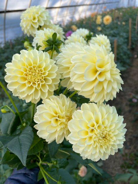 Dahlia Tuber Creamy