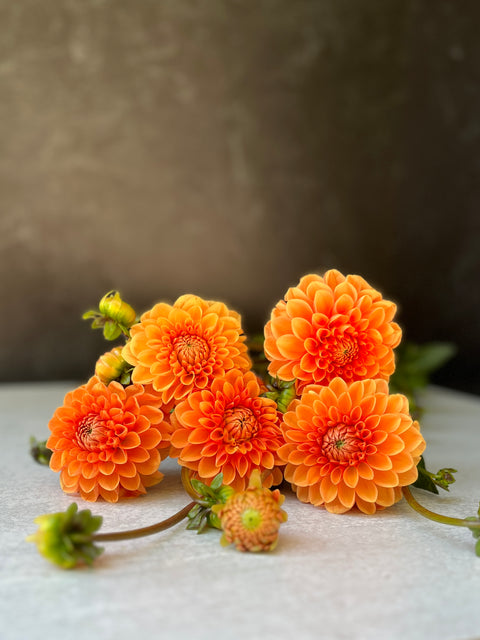 Dahlia Tuber Mix-Autumnal Tones-10 Tubers - Sunny Meadows Flower Farm