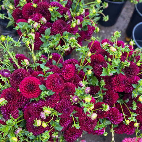 Dahlia Tuber Jessie G Bulk Pack