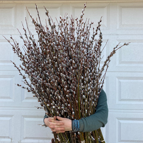 Silver Catkin Pussy Willow - Sunny Meadows Flower Farm