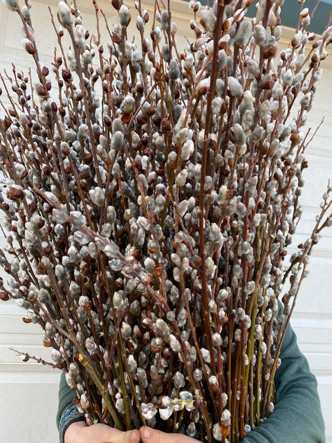 Silver Catkin Pussy Willow - Sunny Meadows Flower Farm