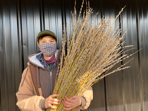 Willow Purple Prairie-10 Unrooted Cuttings