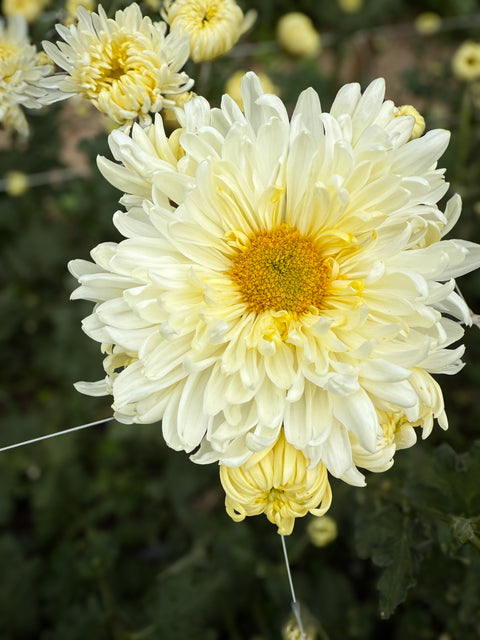 Mum Lynn Johnson-3 Rooted Cuttings