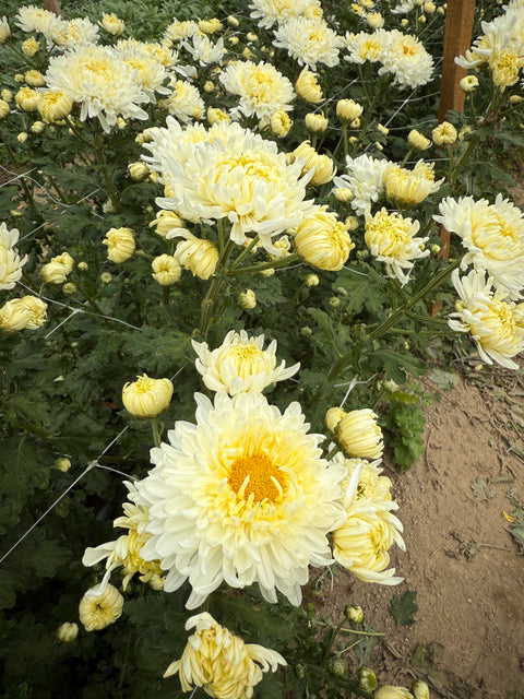 Mum Lynn Johnson-3 Rooted Cuttings