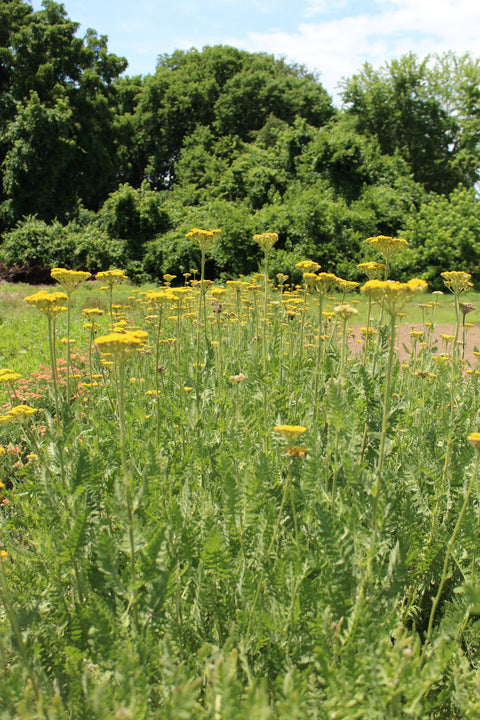 Yarrow Cloth of Gold-Bareroot Plant