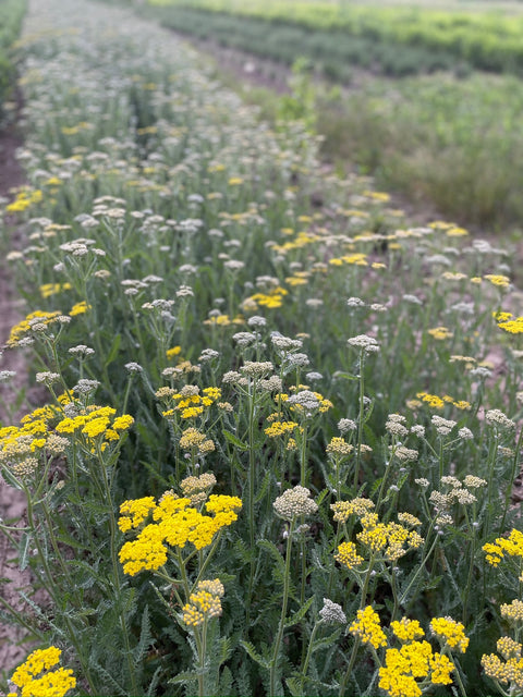 Yarrow Sassy Summer Lemon-3 Plugs