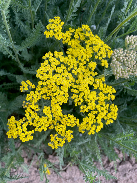 Yarrow Sassy Summer Lemon-3 Plugs