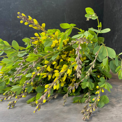 Baptisia American Goldfinch-3 Plugs