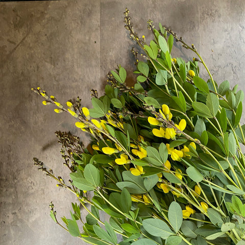 Baptisia American Goldfinch-3 Plugs