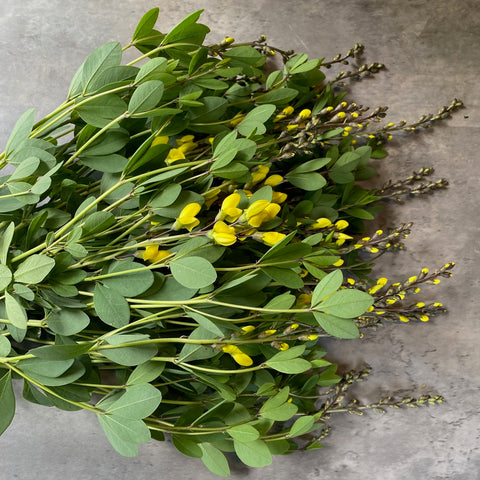 Baptisia American Goldfinch-3 Plugs