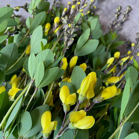 Baptisia American Goldfinch-3 Plugs