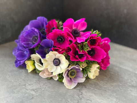 Anemone Corms-Mystery Pack