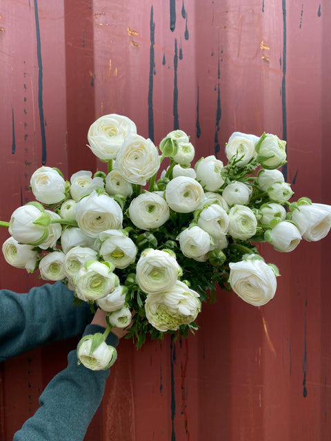 Ranunculus Corms-White - Sunny Meadows Flower Farm