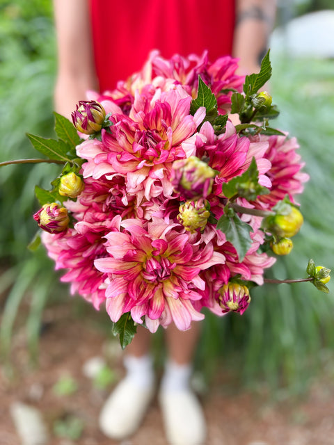 Dahlia Tuber Tropical Punch - Sunny Meadows Flower Farm