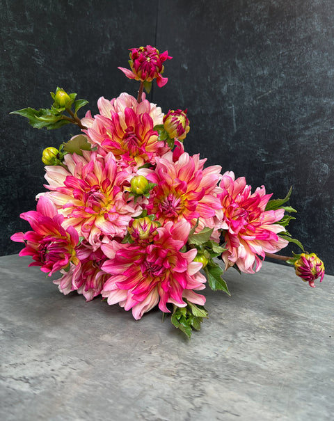 Dahlia Tuber Tropical Punch - Sunny Meadows Flower Farm