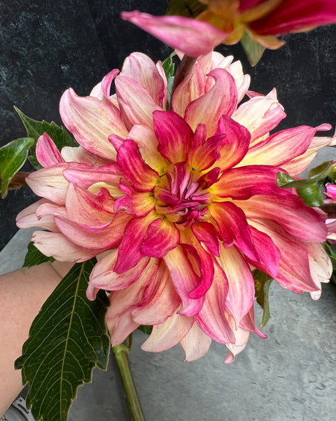 Dahlia Tuber Tropical Punch - Sunny Meadows Flower Farm