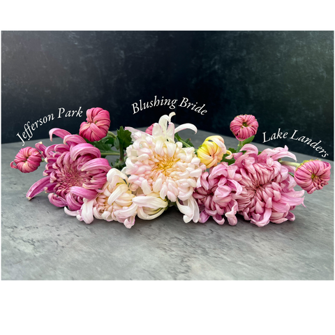 Mum Lake Landers-3 Rooted Cuttings