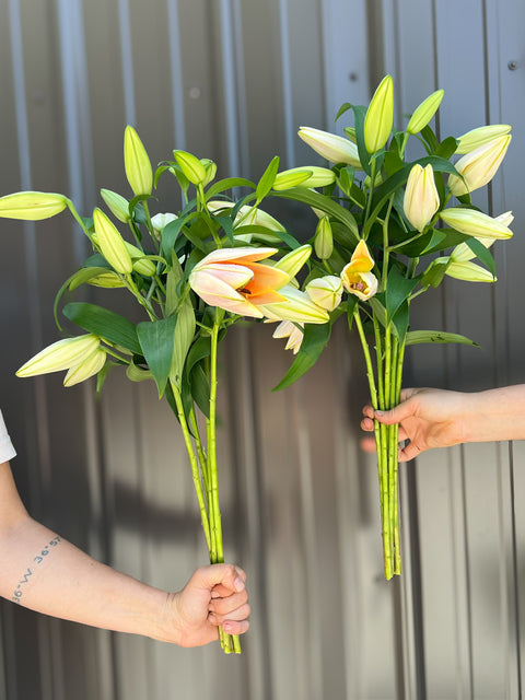 Lilies at Your Door
