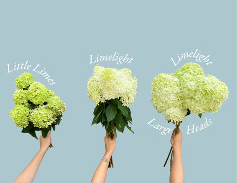 Hydrangea Limelight-4 Liners