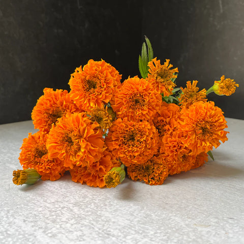Holiday Marigolds at Your Door