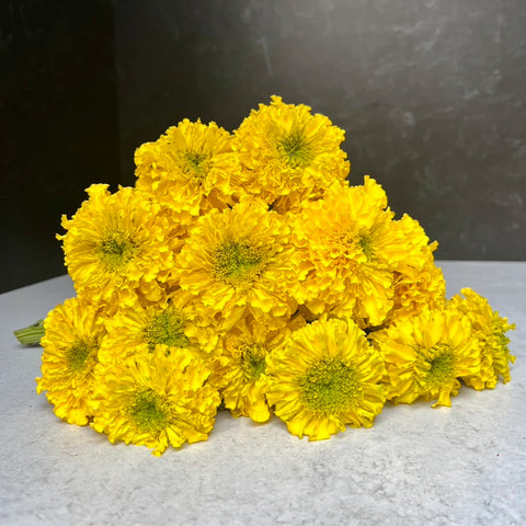 Holiday Marigolds at Your Door