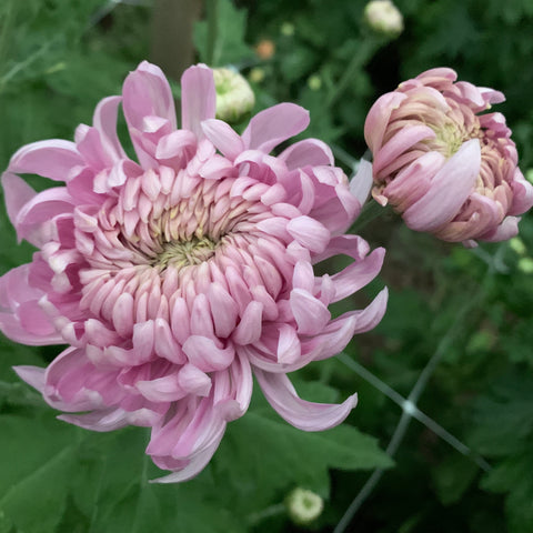 Mum Lake Landers-3 Rooted Cuttings
