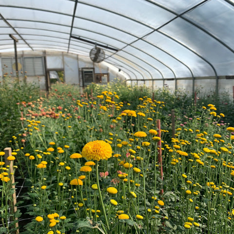Mum Statesman-3 Rooted Cuttings