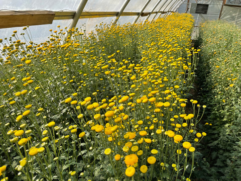 Mum Statesman-3 Rooted Cuttings