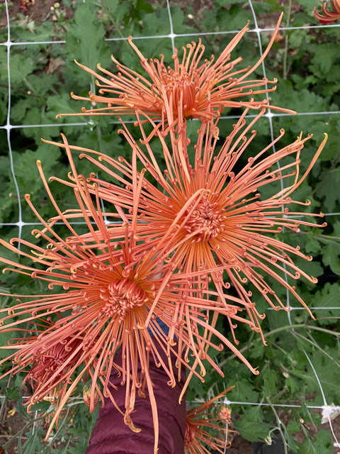 Mum Senkyo Kenshin-3 Rooted Cuttings