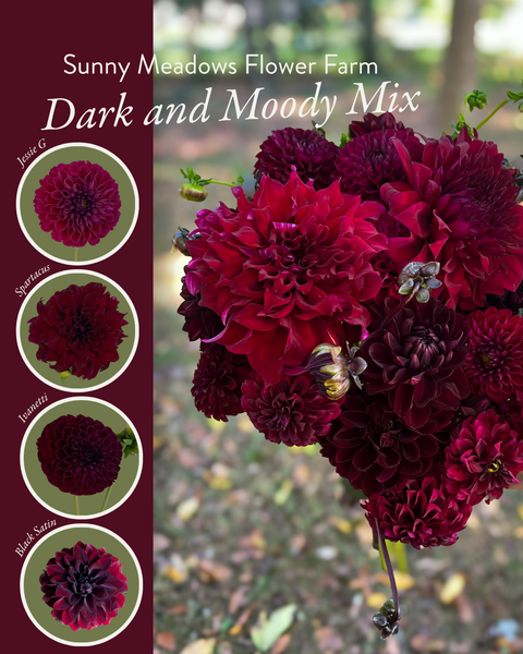 Dahlia Tuber Mix-Dark & Moody-10 Tubers - Sunny Meadows Flower Farm