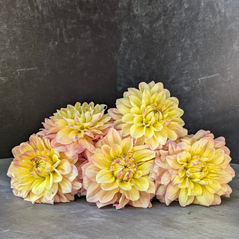 Dahlia Tuber Mix-Bright & Cheery-10 Tubers - Sunny Meadows Flower Farm