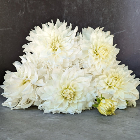 Dahlia Tuber Mix-White Wedding-10 Tubers - Sunny Meadows Flower Farm