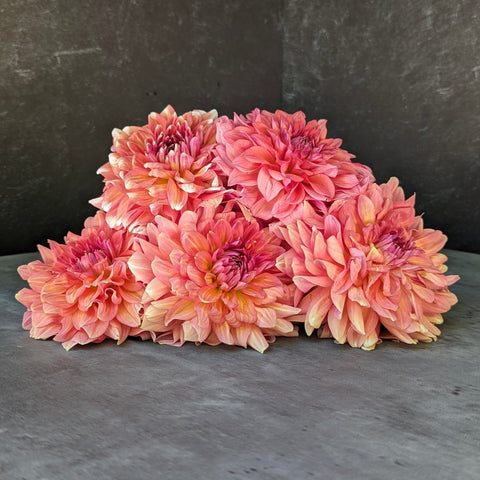 Dahlia Tuber Mix-Sunset Mix- 10 tubers - Sunny Meadows Flower Farm